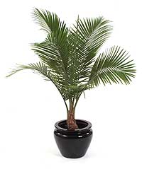 راونیا ریولاریس